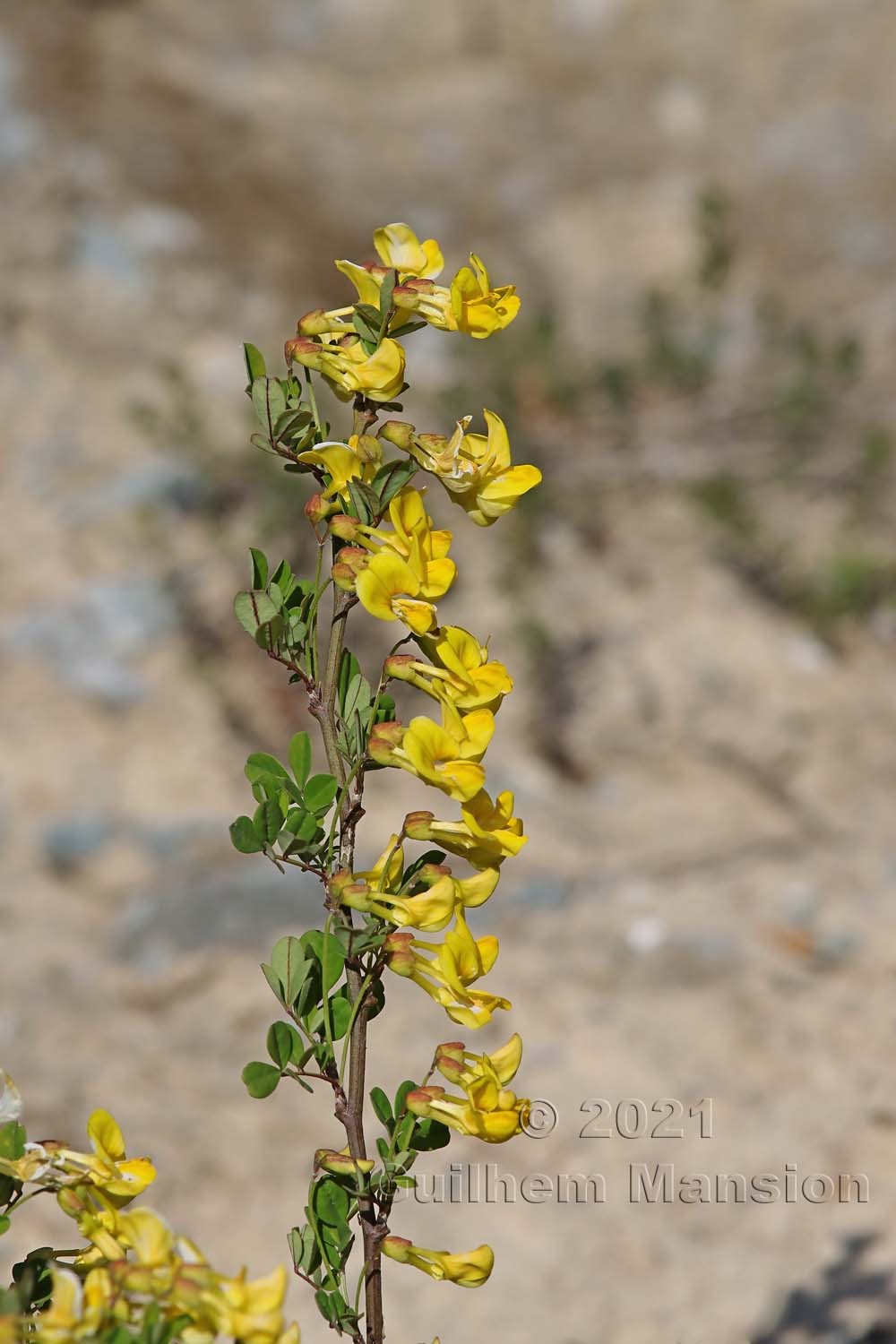 Hippocrepis emerus