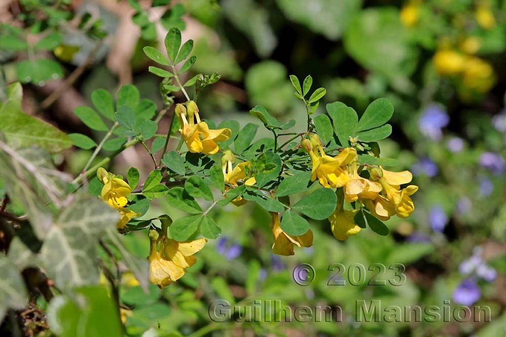 Hippocrepis emerus