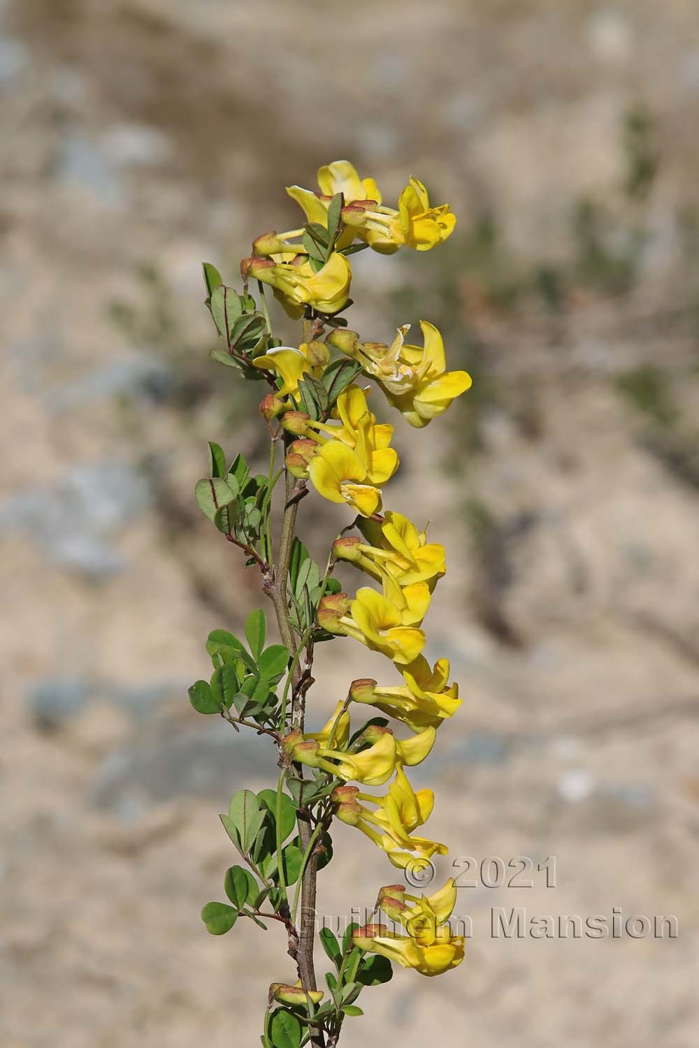 Hippocrepis emerus