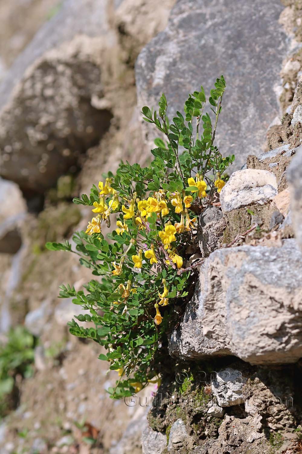 Hippocrepis emerus