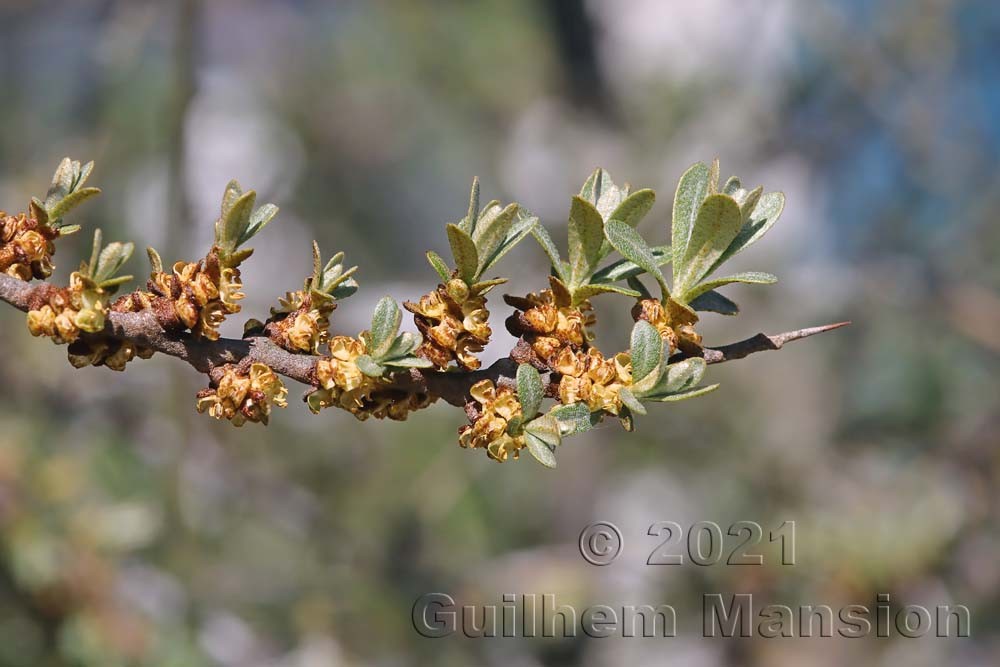 Hippophae rhamnoides