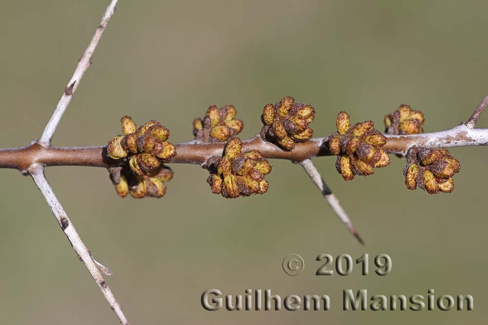 Hippophae rhamnoides