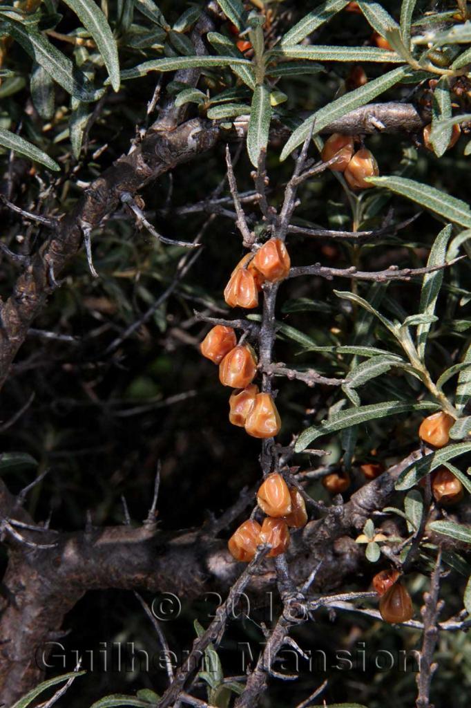 Hippophae rhamnoides