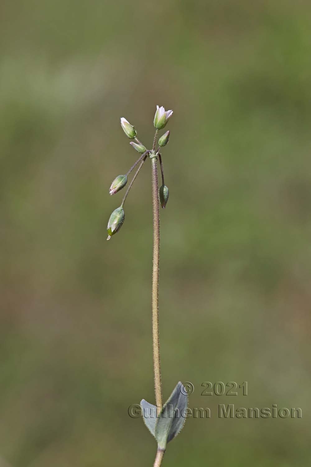 Holosteum umbellatum