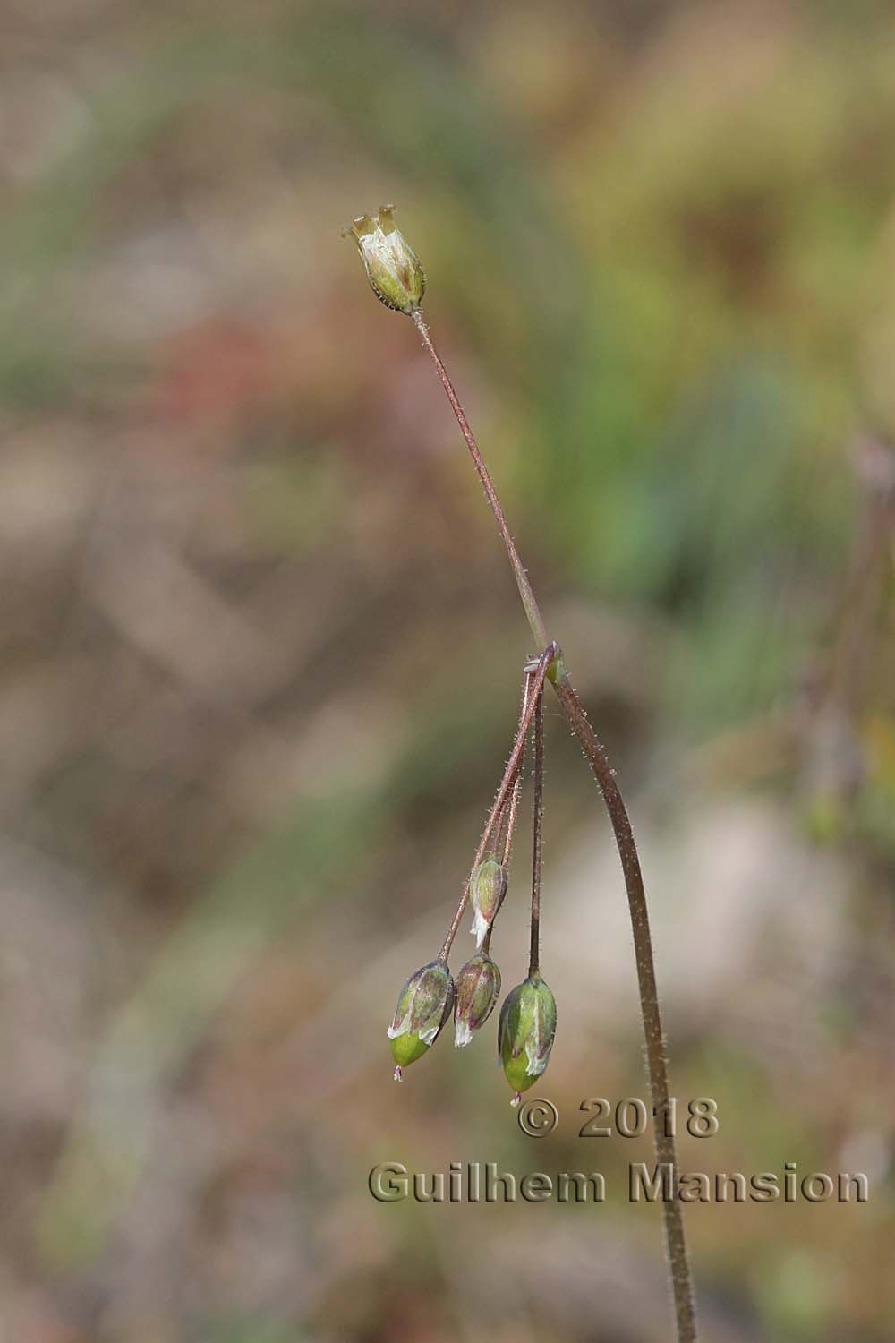 Holosteum umbellatum