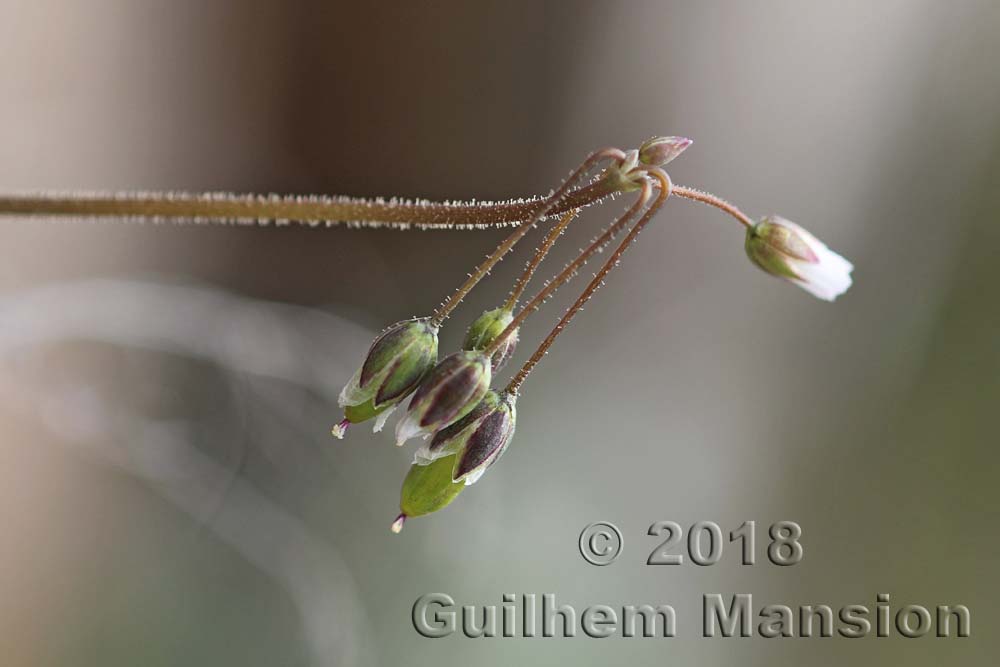 Holosteum umbellatum