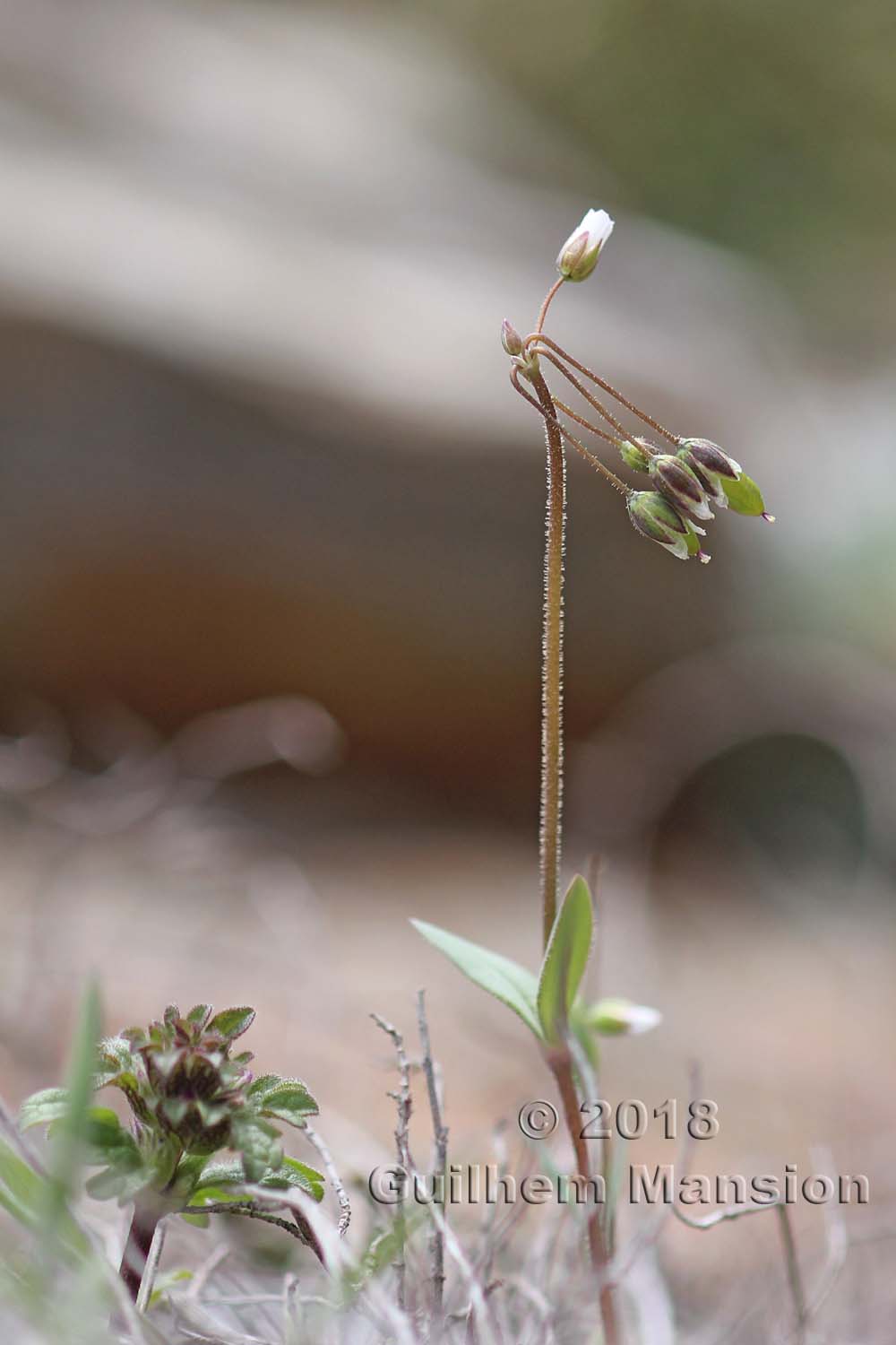 Holosteum umbellatum