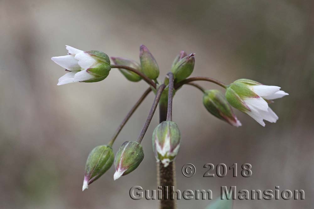 Holosteum umbellatum