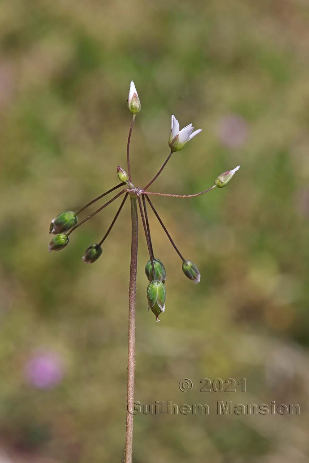 Holosteum umbellatum