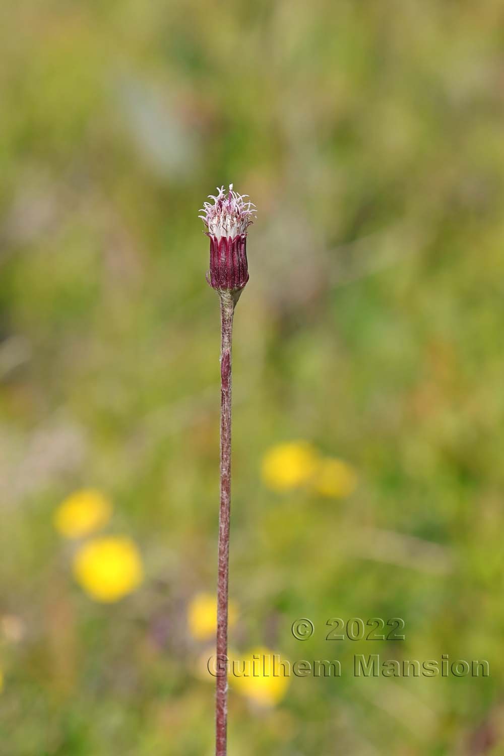 Homogyne alpina