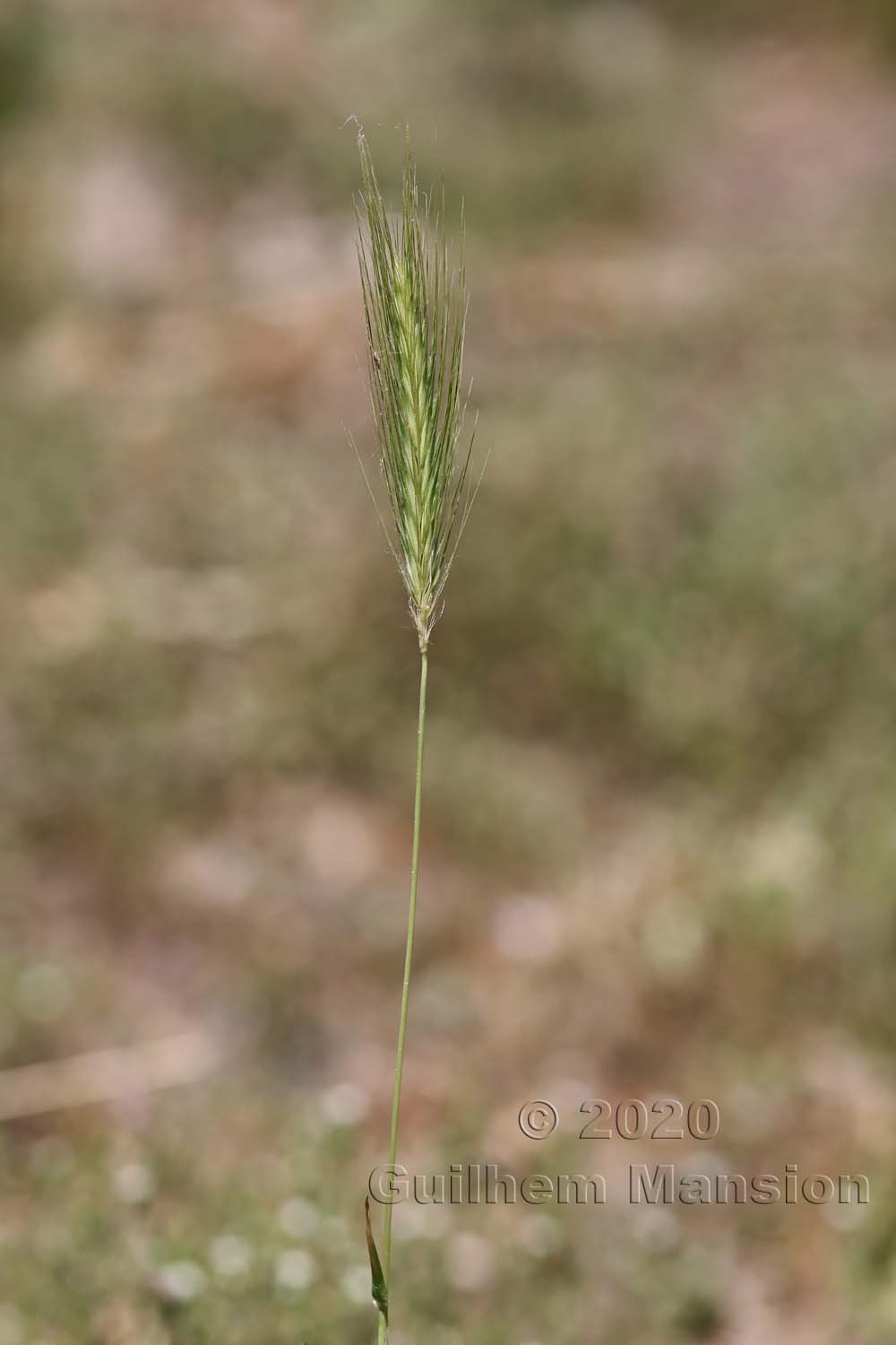 Hordeum murinum