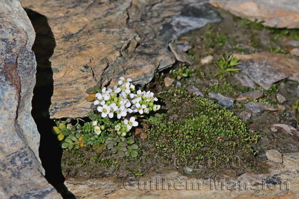 Hornungia alpina subsp. brevicaulis [Pritzelago alpina]