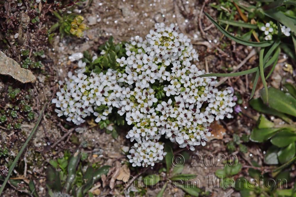 Hornungia alpina subsp. brevicaulis [Pritzelago alpina]