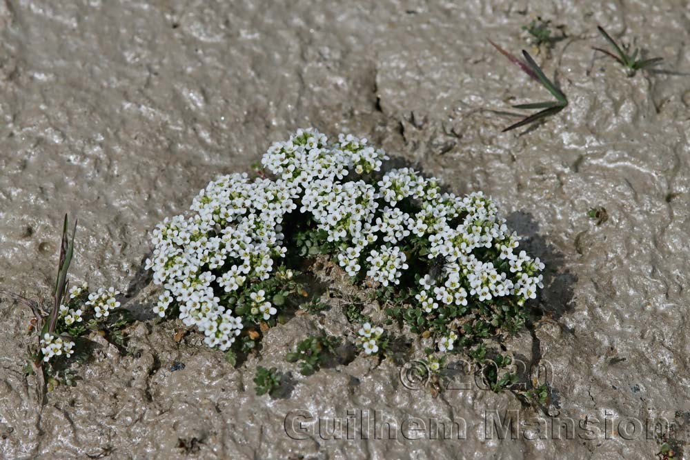Hornungia alpina subsp. brevicaulis [Pritzelago alpina]