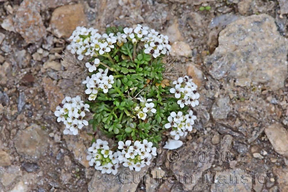 Hornungia alpina subsp. brevicaulis [Pritzelago alpina]