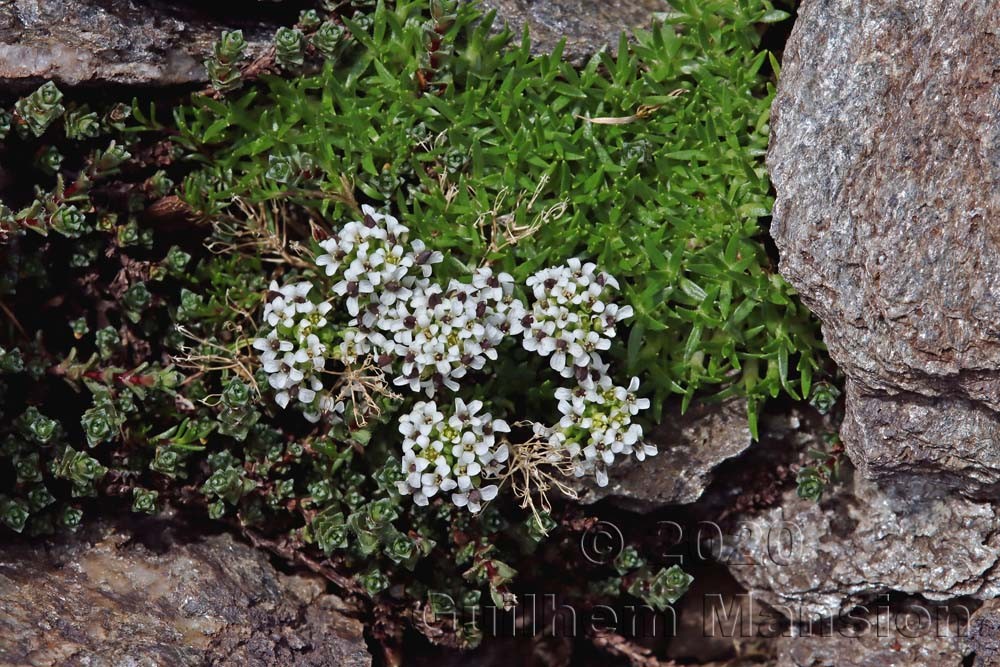 Hornungia alpina subsp. brevicaulis [Pritzelago alpina]