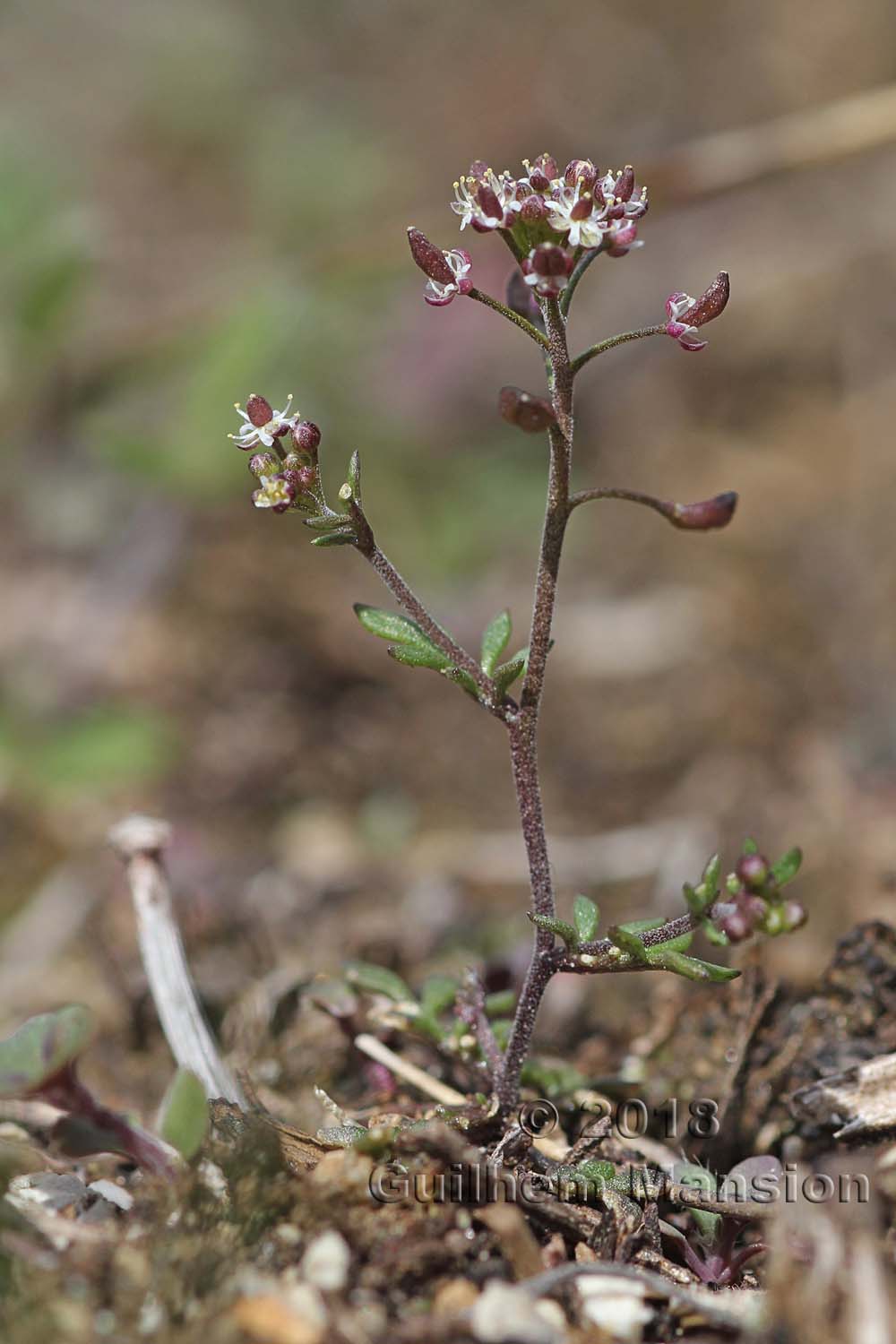 Hornungia petraea