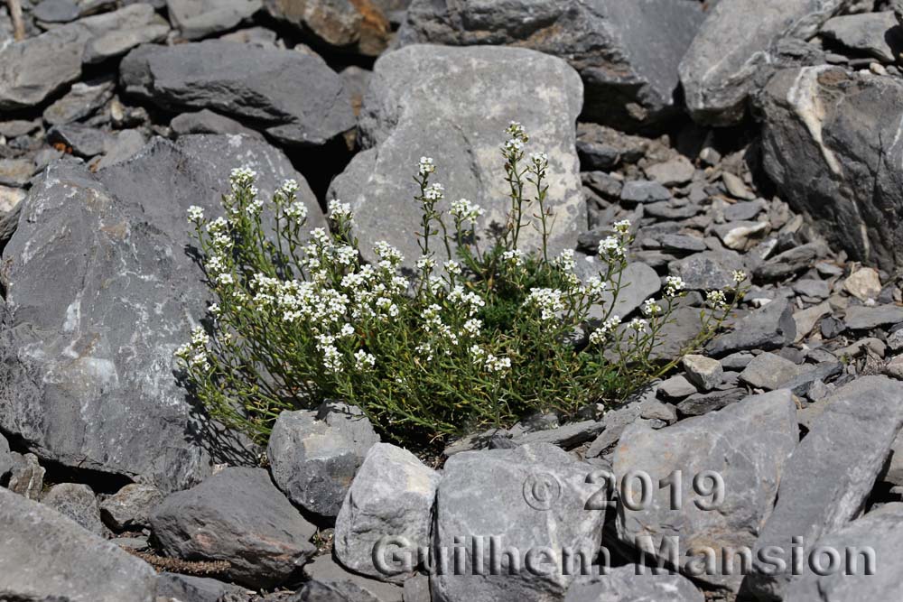 Hornungia alpina [Pritzelago alpina]