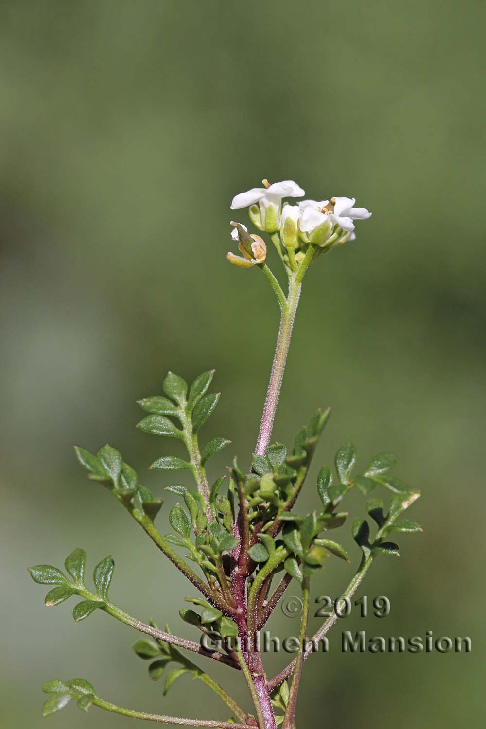 Hornungia alpina [Pritzelago alpina]