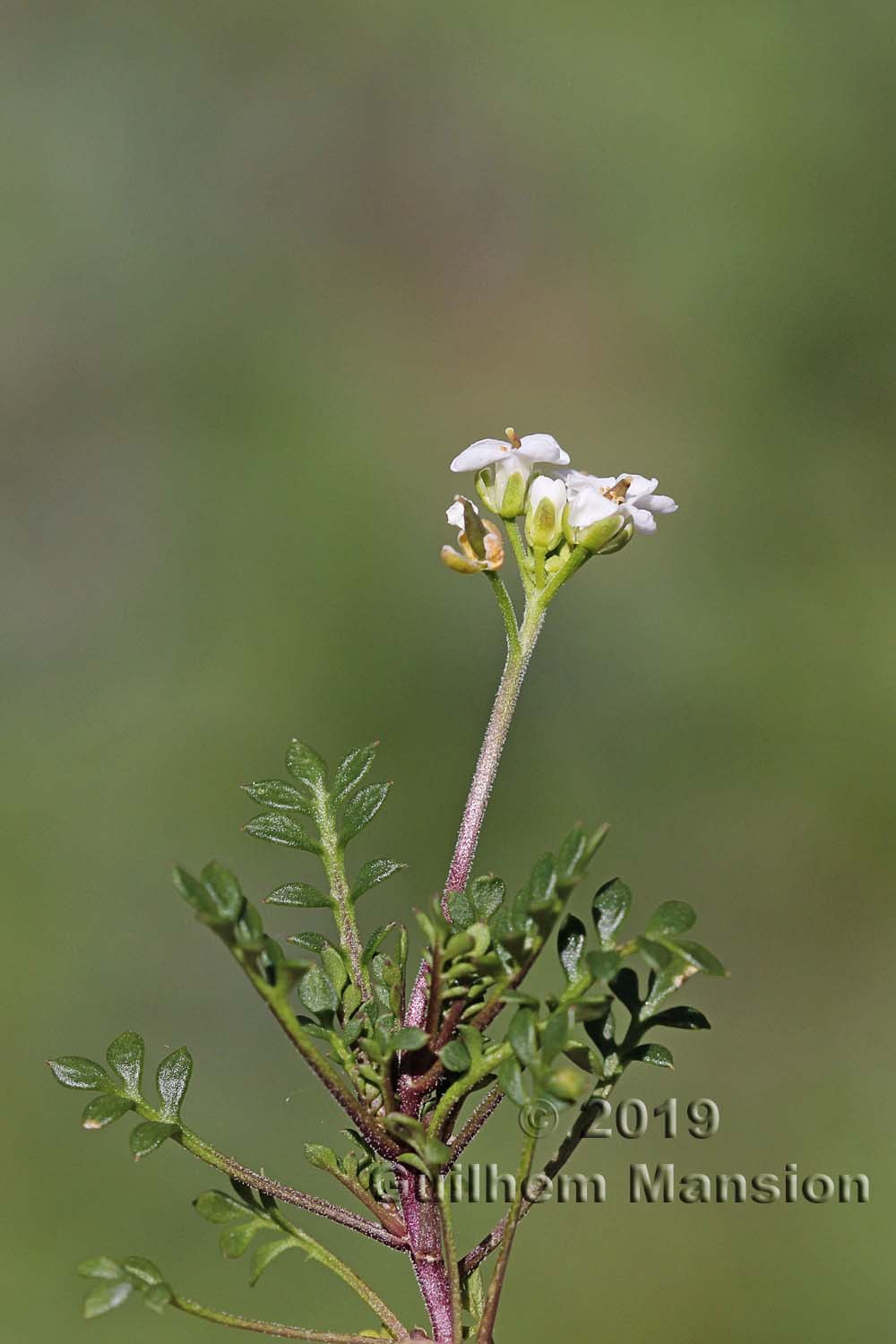 Hornungia alpina [Pritzelago alpina]