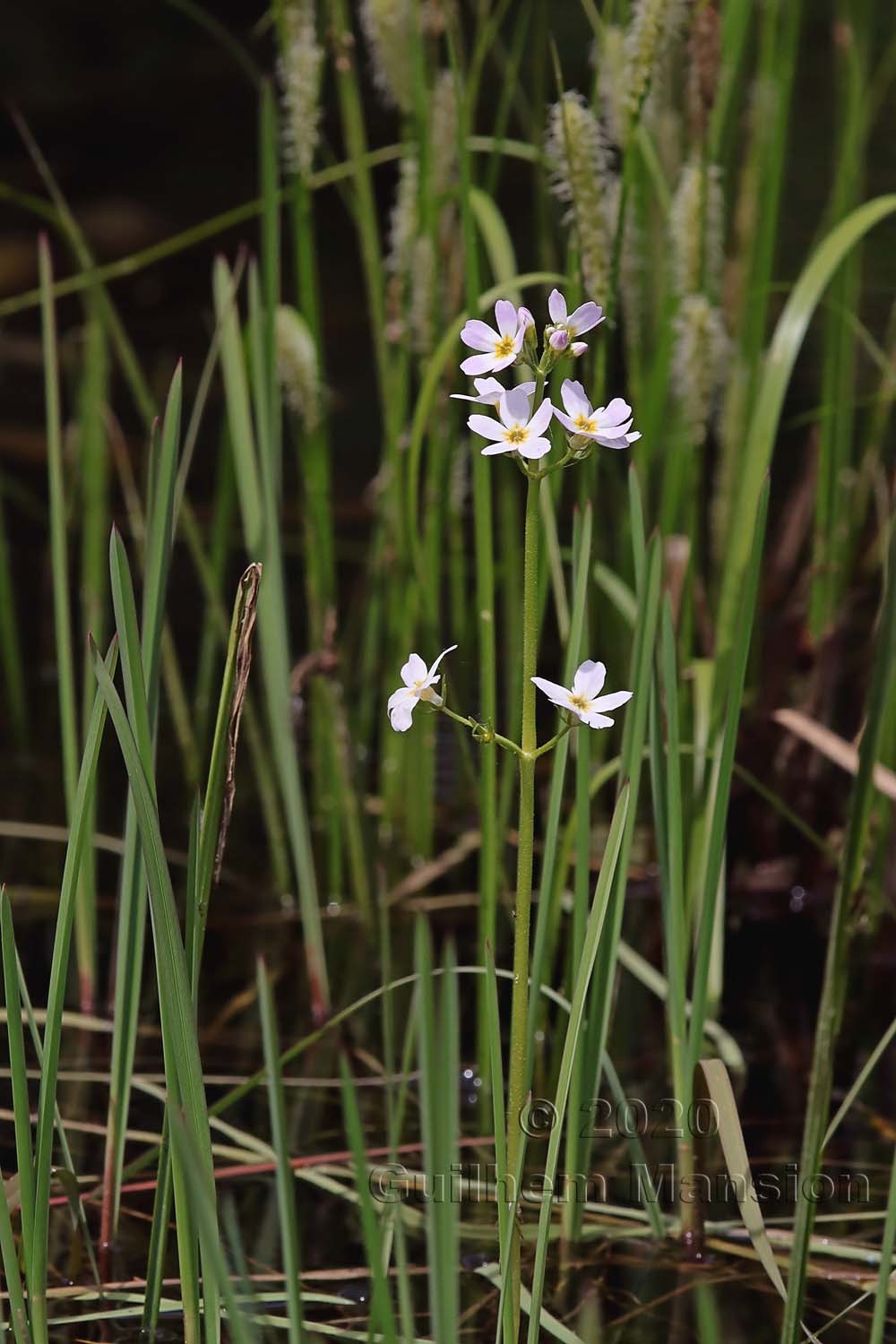 Hottonia palustris