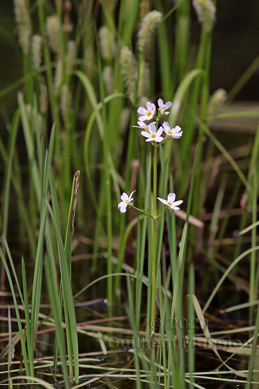 Hottonia palustris