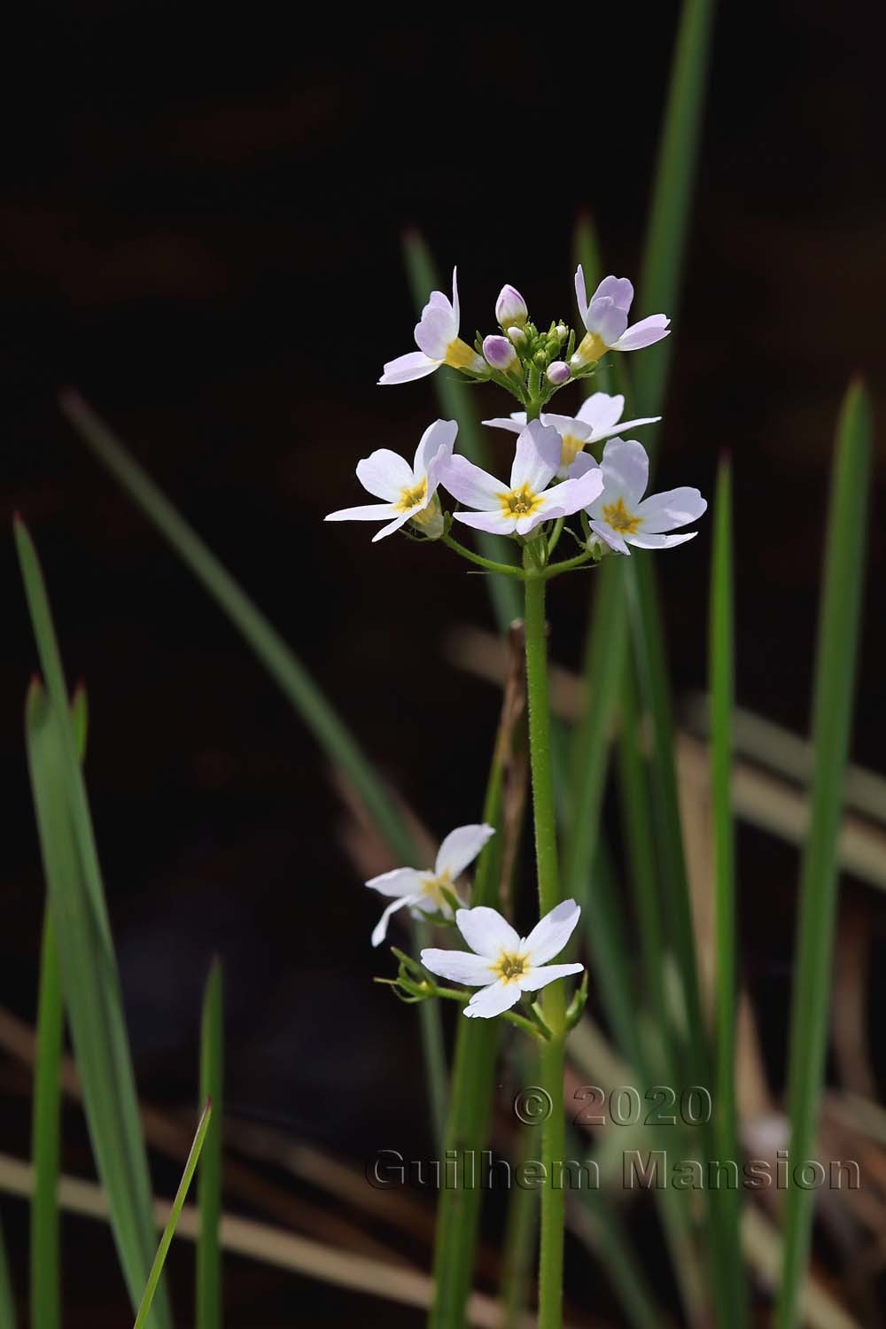 Hottonia palustris