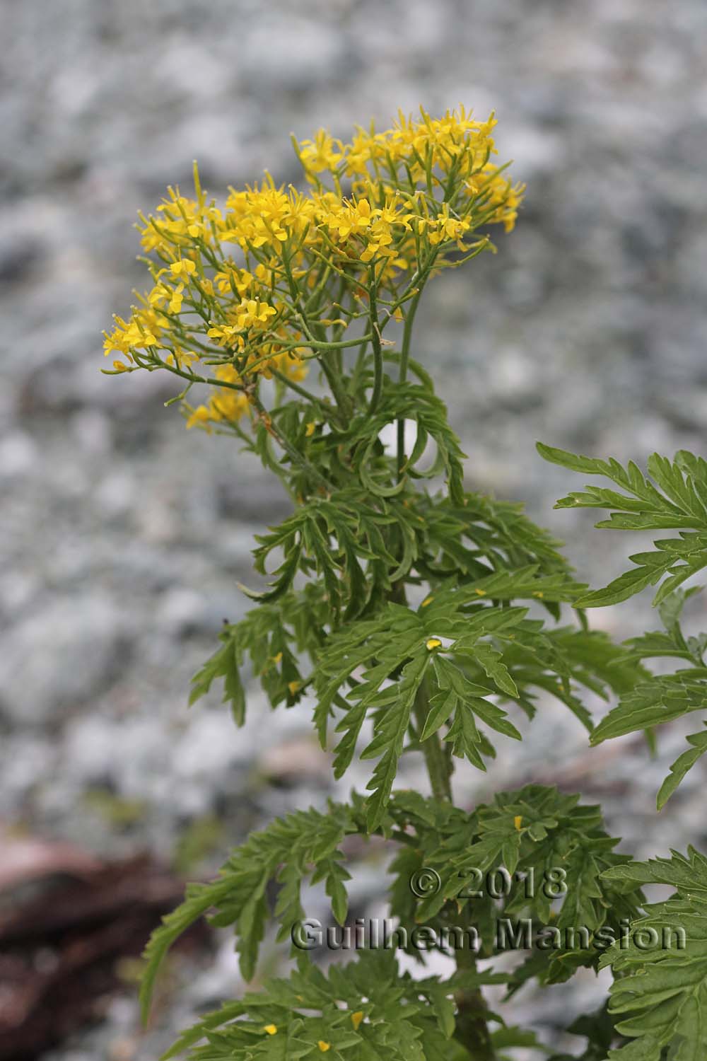 Hugueninia tanacetifolia