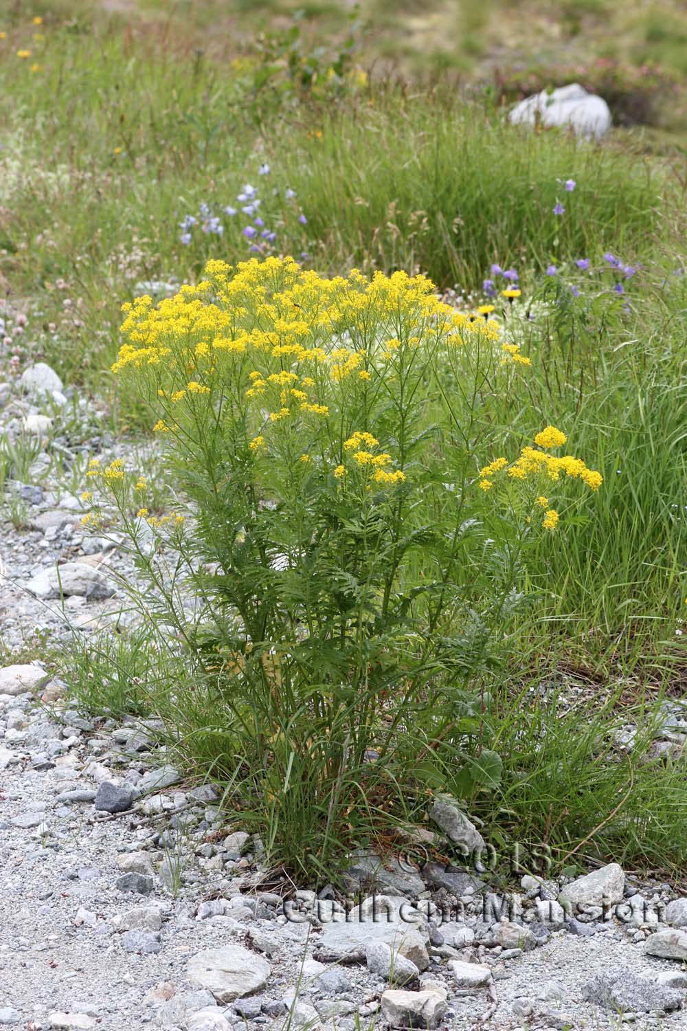 Hugueninia tanacetifolia