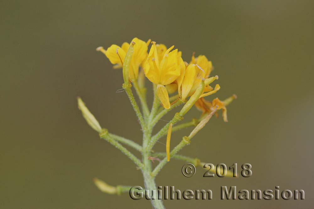 Hugueninia tanacetifolia