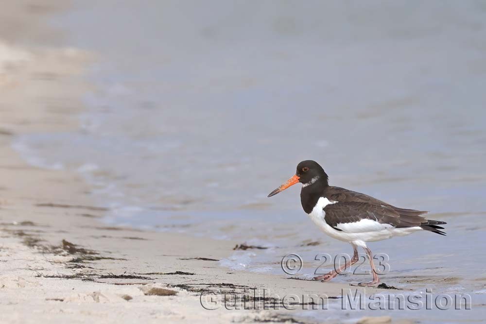 Haematopus ostralegus