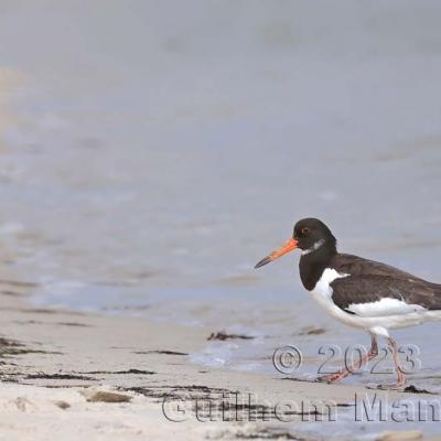 Haematopus ostralegus