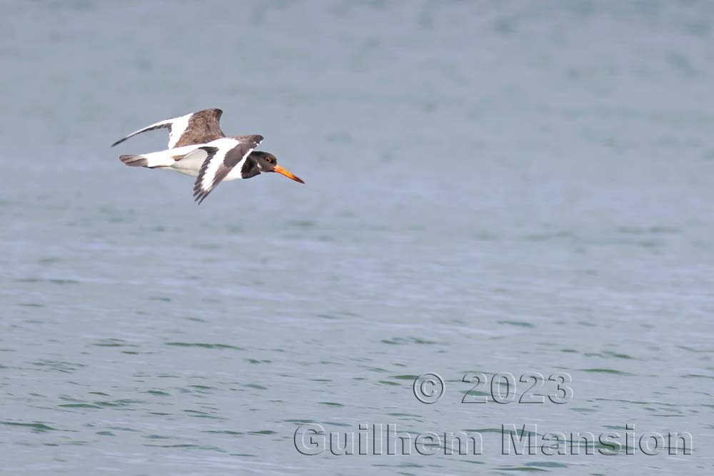 Haematopus ostralegus