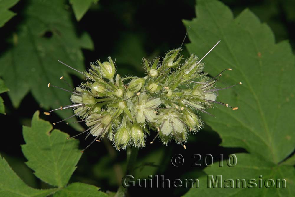 Hydrophyllum occidentale