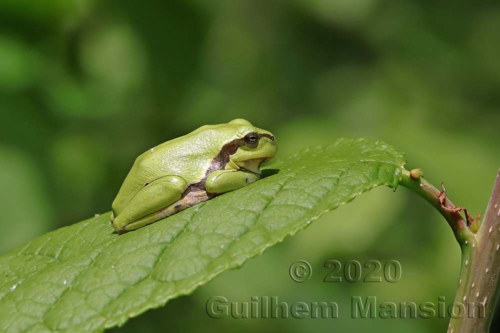 Hyla arborea