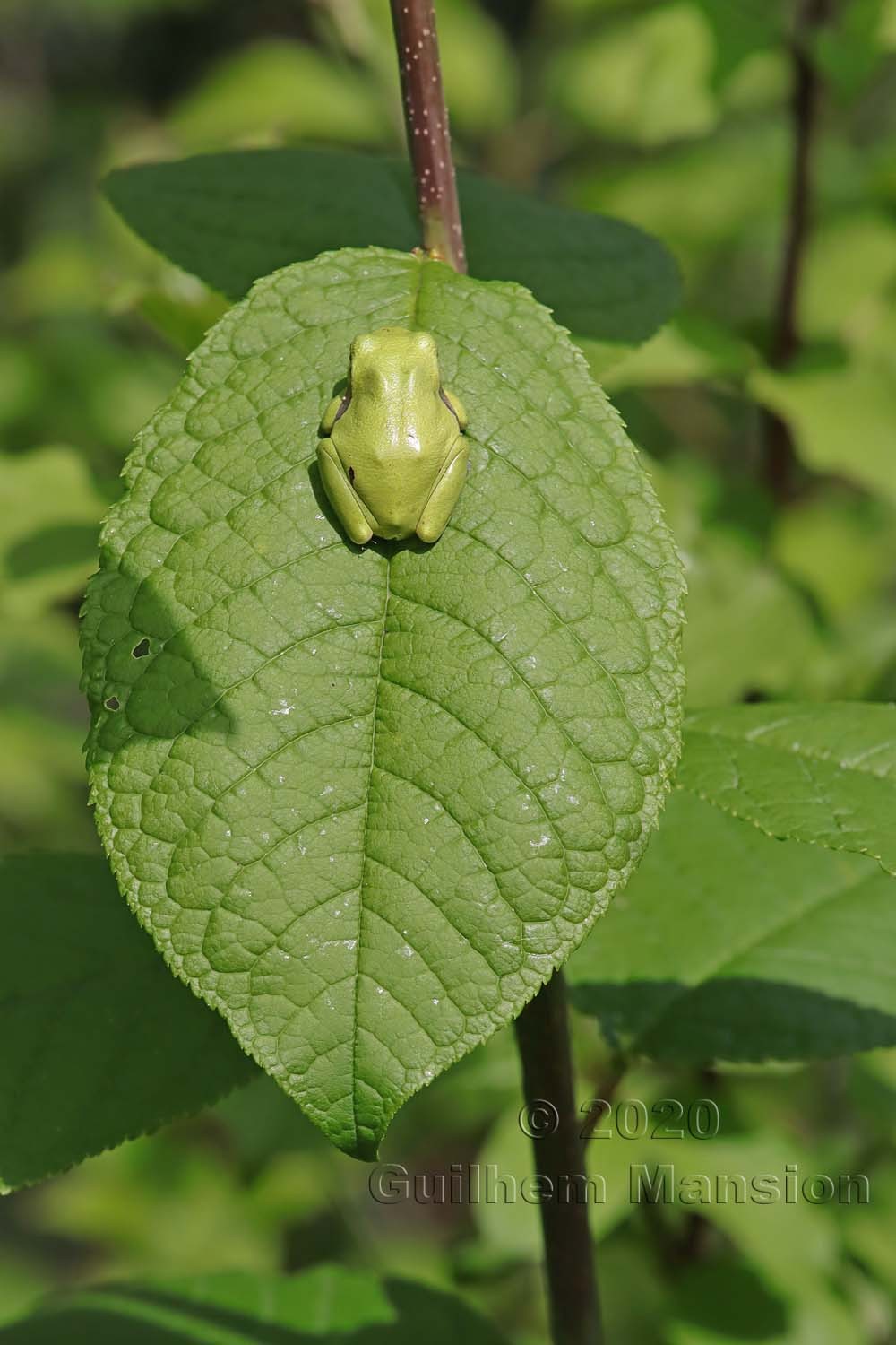 Hyla arborea