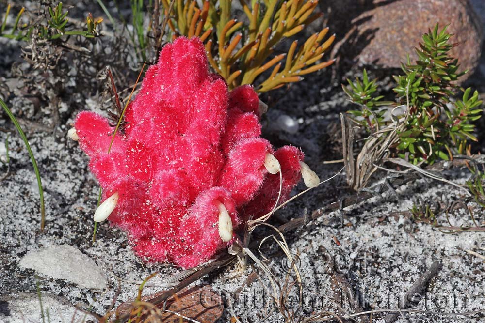 Hyobanche sanguinea