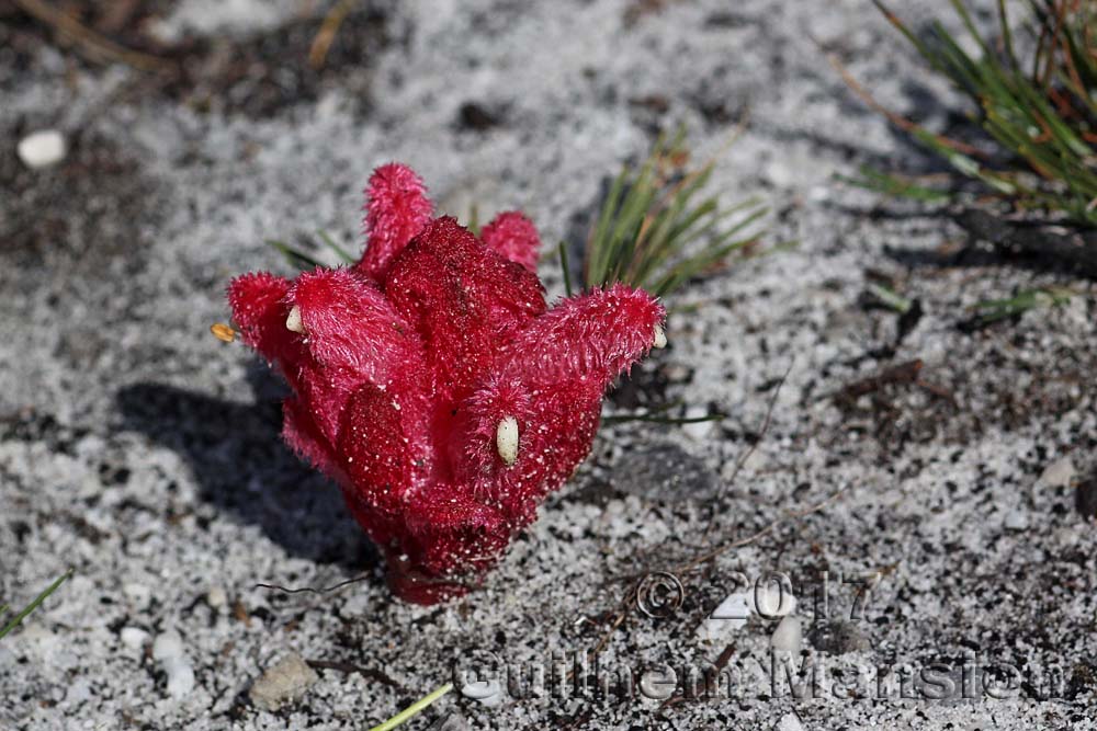 Hyobanche sanguinea