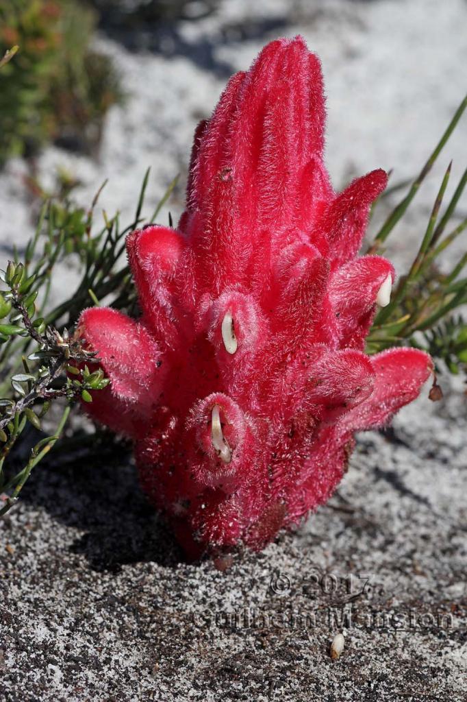 Hyobanche sanguinea