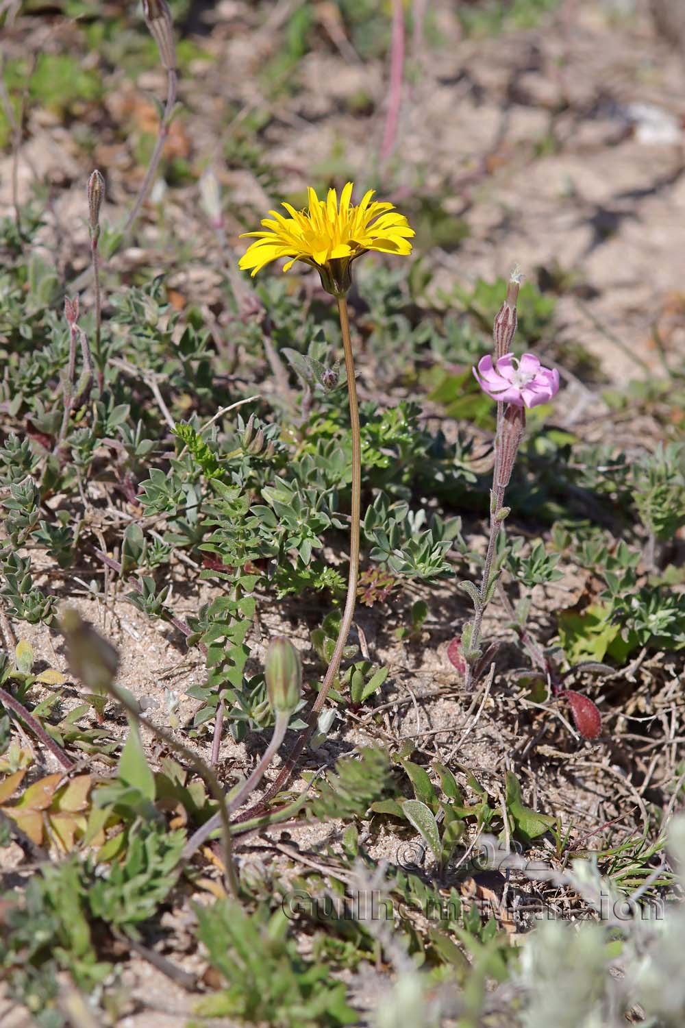 Hyoseris radiata