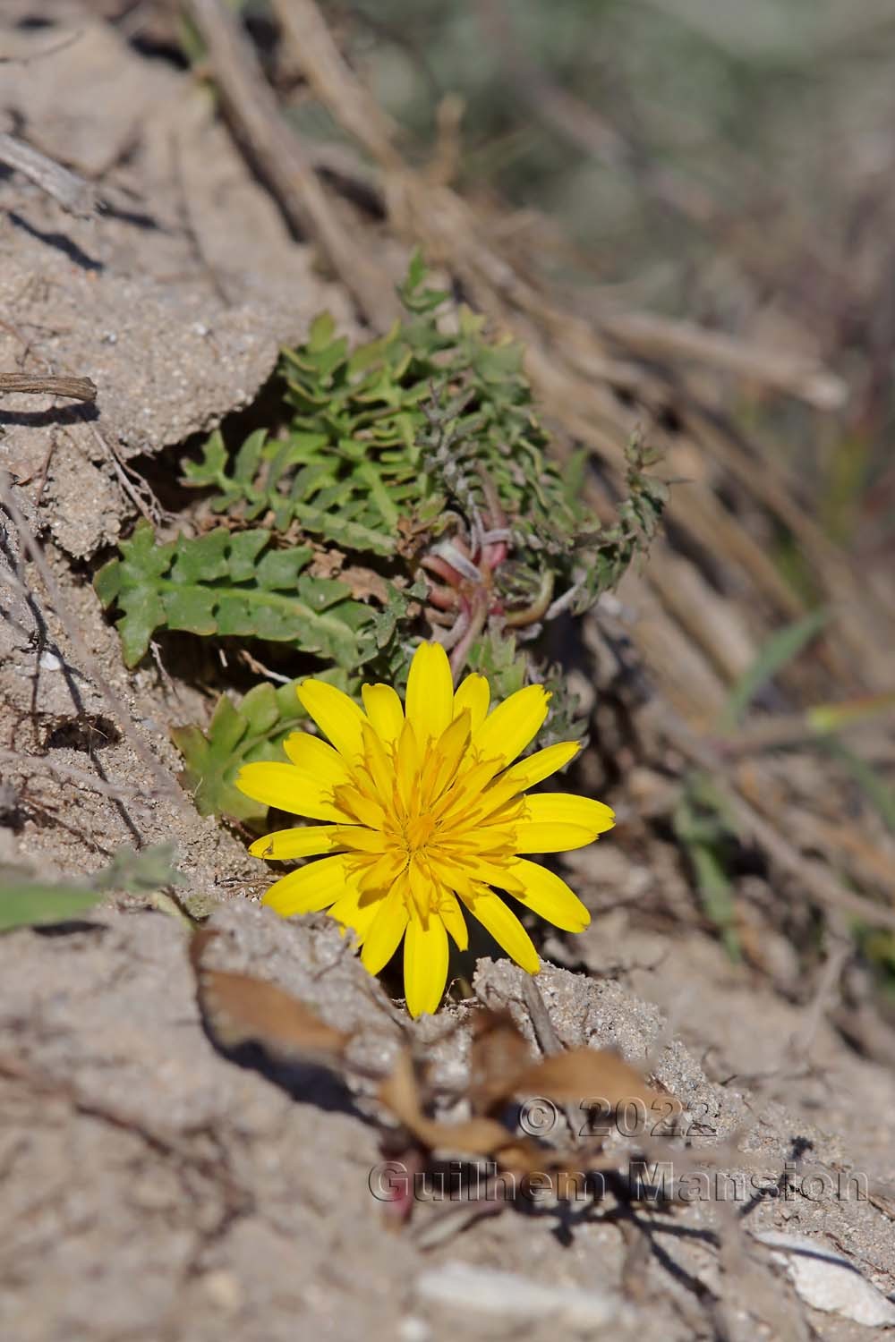 Hyoseris radiata