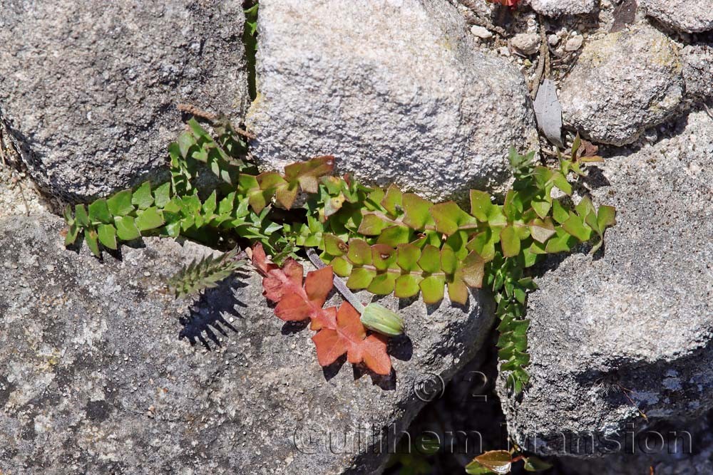 Hyoseris radiata