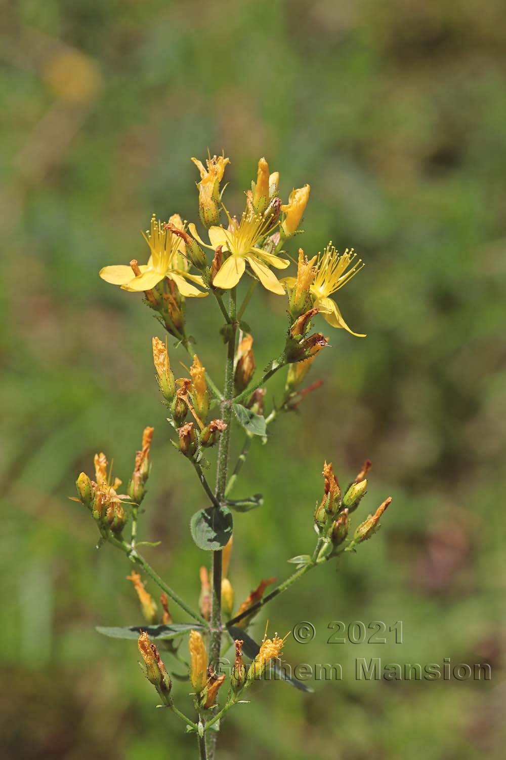 Hypericum hirsutum