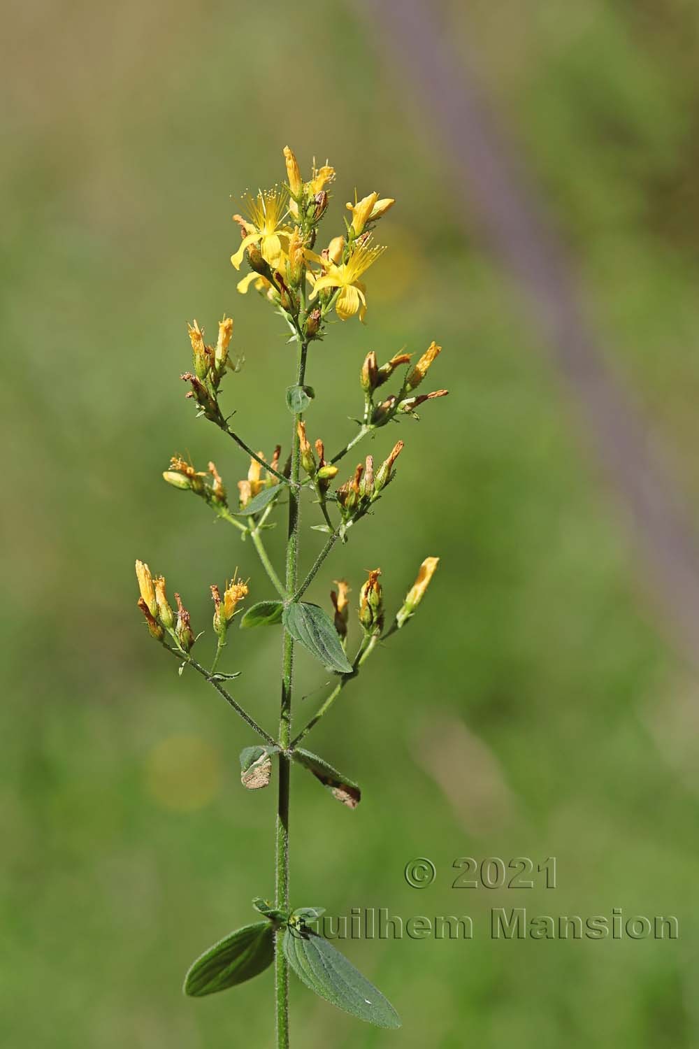 Hypericum hirsutum