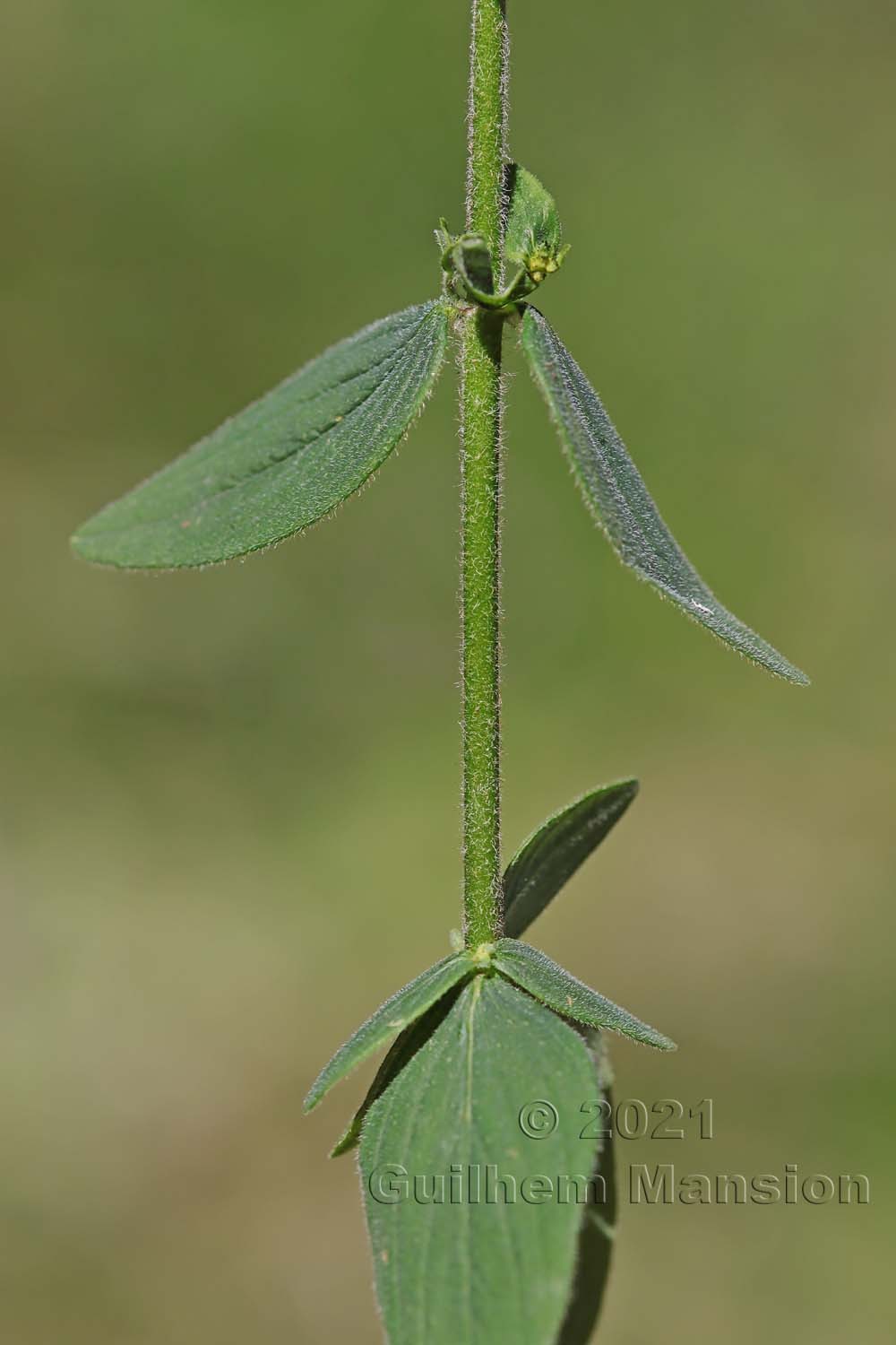 Hypericum hirsutum