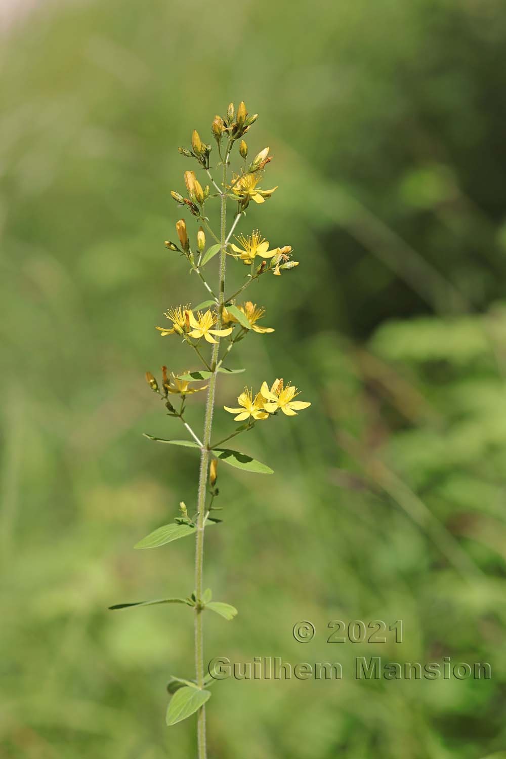 Hypericum hirsutum