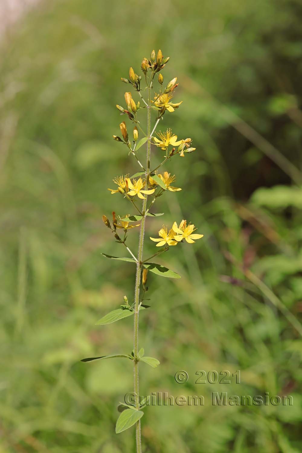 Hypericum hirsutum