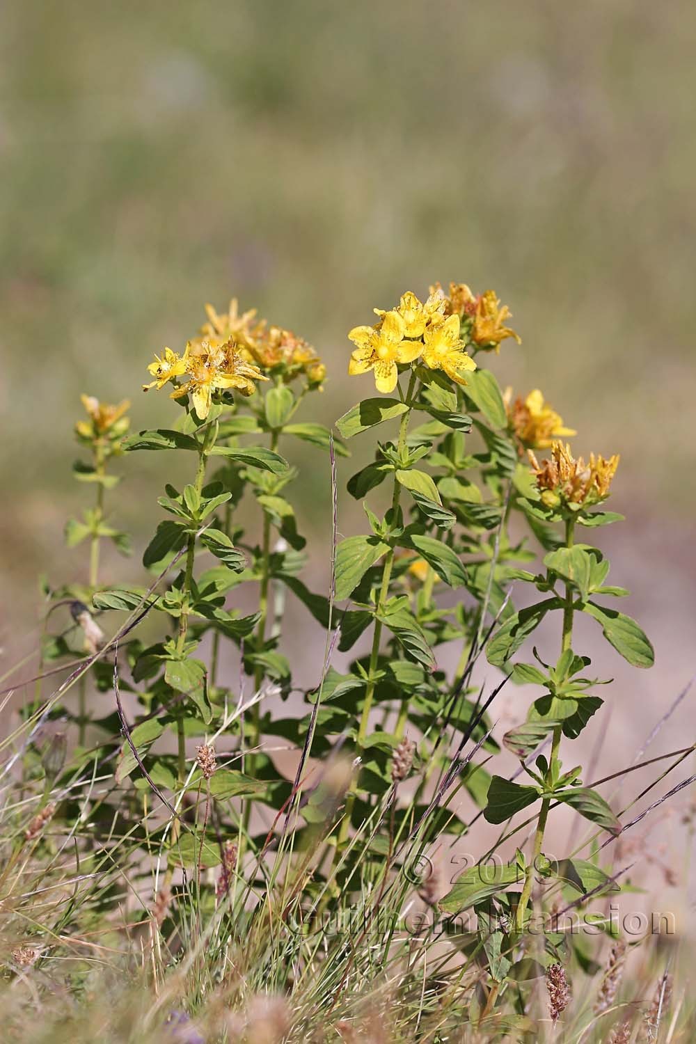 Hypericum maculatum