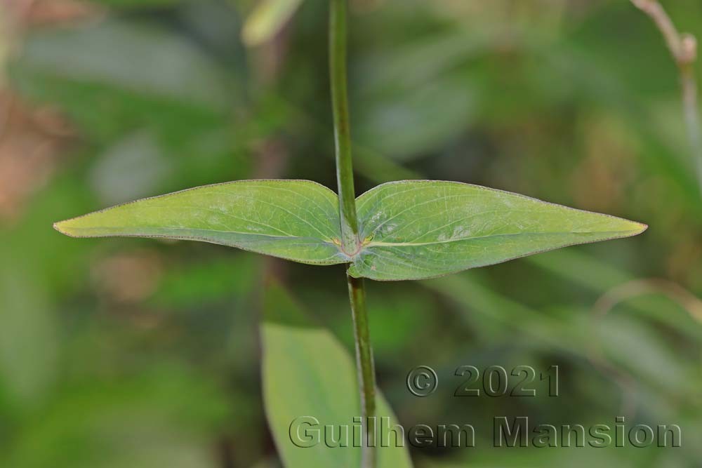 Hypericum montanum