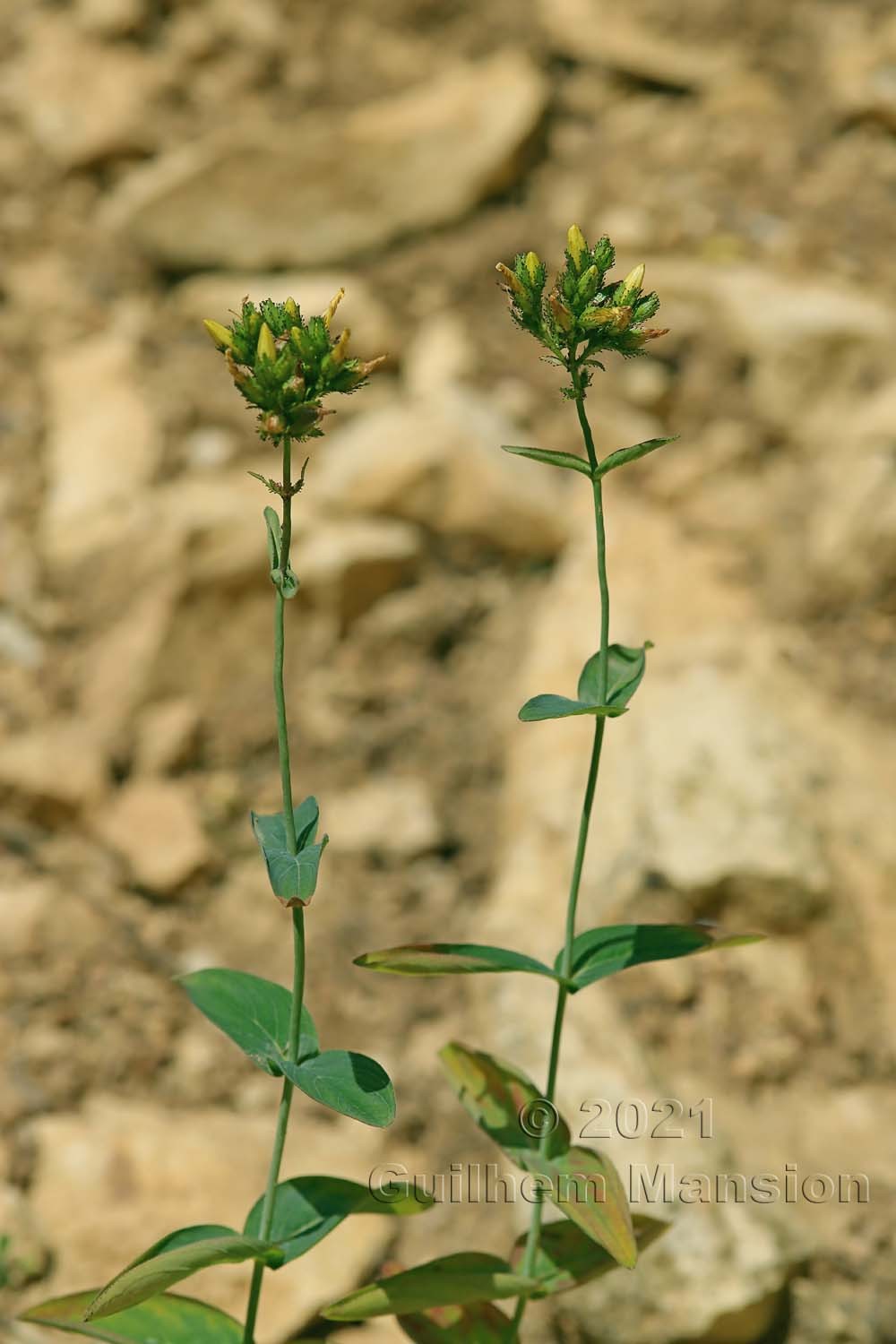 Hypericum montanum